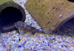 L28 Engels-Harnischwels - Hypancistrus sp. L28