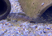 L28 Engels-Harnischwels - Hypancistrus sp. L28