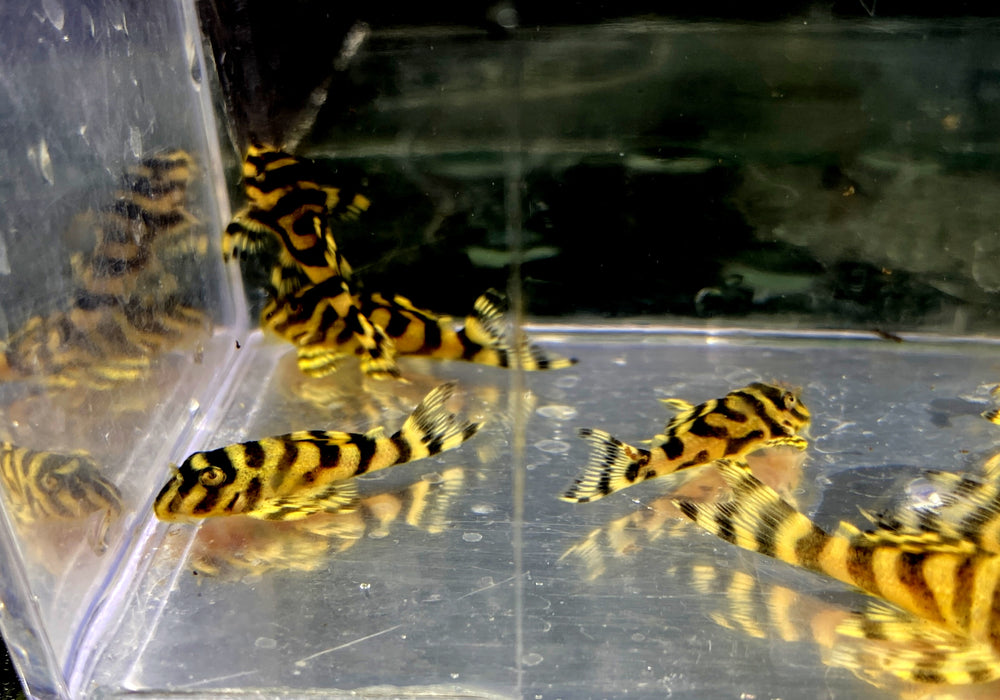 L333 Königstiger-Harnischwels YELLOW BROAD LINE (S) - Hypancistrus spec. L 333