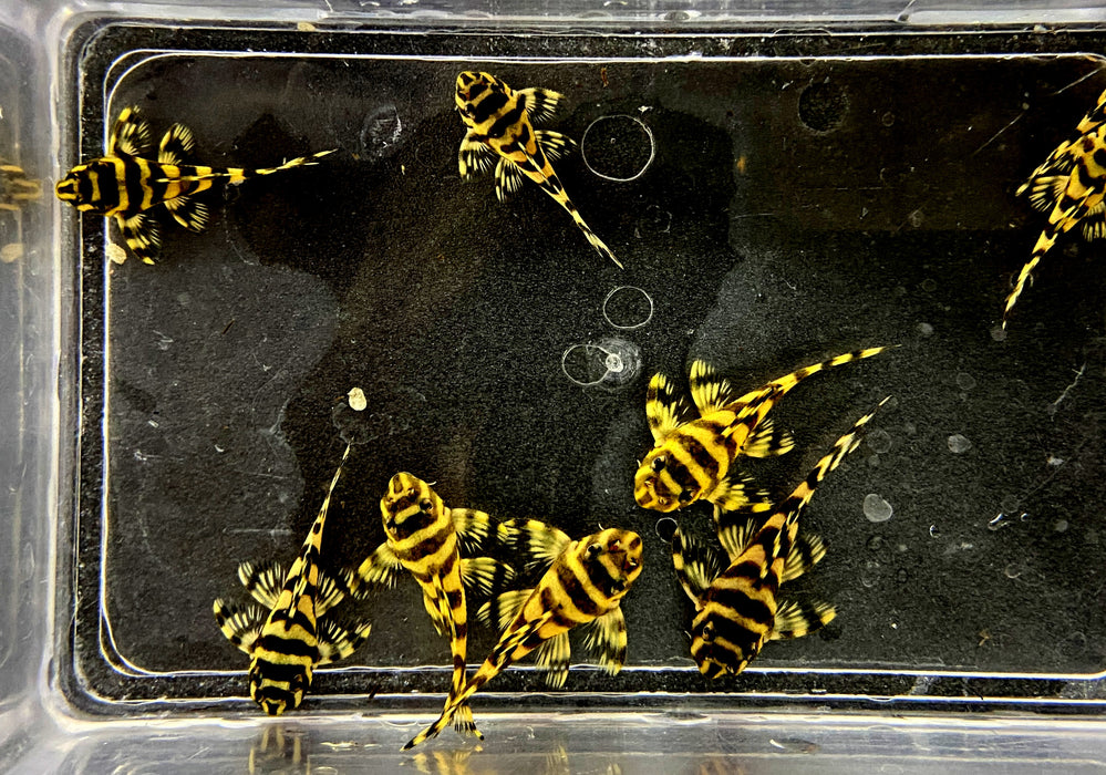 L333 Königstiger-Harnischwels YELLOW BROAD LINE (S) - Hypancistrus spec. L 333