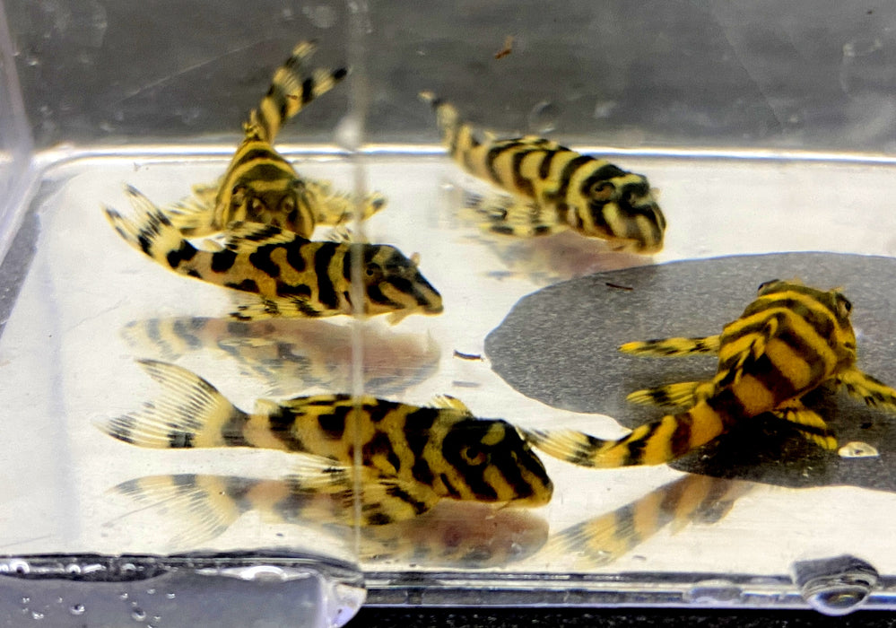 L333 Königstiger-Harnischwels YELLOW BROAD LINE (S) - Hypancistrus spec. L 333