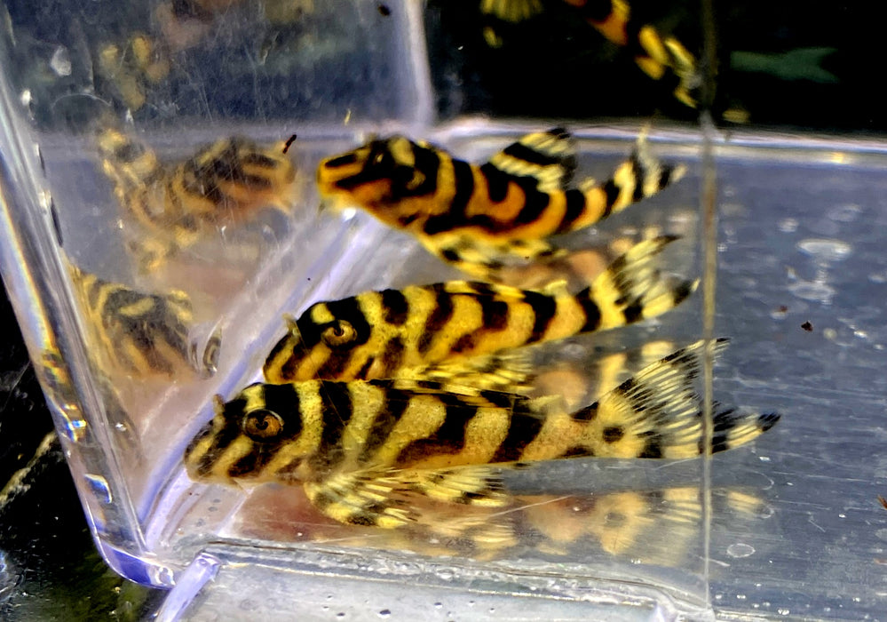 L333 Königstiger-Harnischwels YELLOW BROAD LINE (S) - Hypancistrus spec. L 333