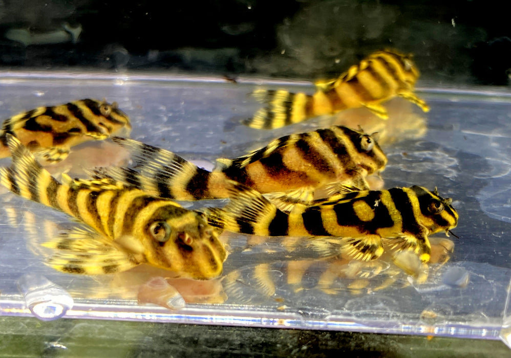 L333 Königstiger-Harnischwels YELLOW BROAD LINE (S) - Hypancistrus spec. L 333