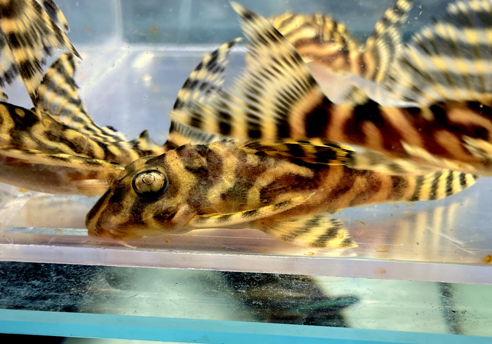 L333 Königstiger-Harnischwels YELLOW BROAD LINE (M) - Hypancistrus spec. L 333