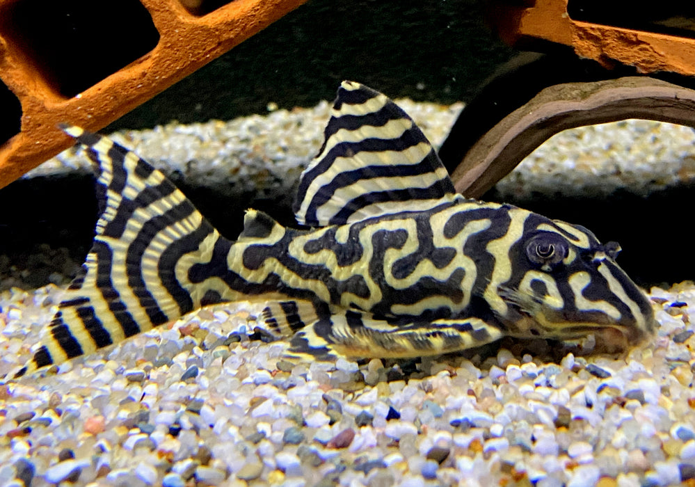 L333 (XXL) Königstiger-Harnischwels yellow broadline