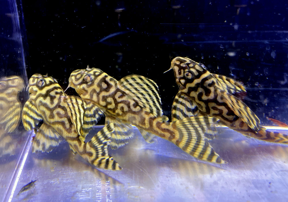 L333 (XXL) Königstiger-Harnischwels yellow broadline