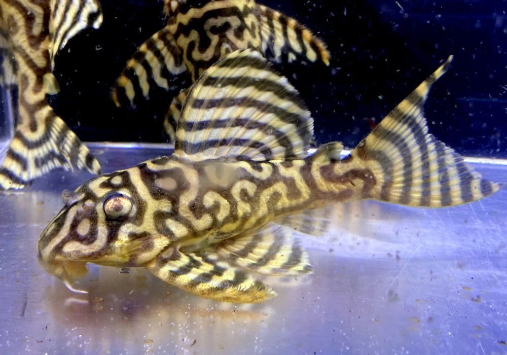 L333 (XXL) Königstiger-Harnischwels yellow broadline