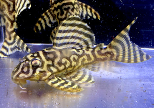 L333 (XXL) Königstiger-Harnischwels yellow broadline