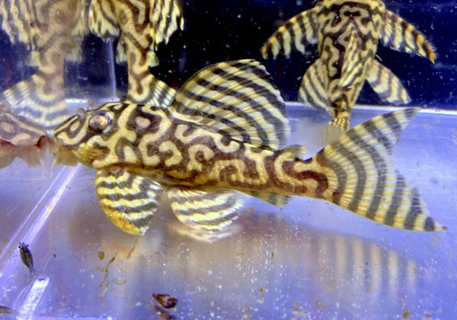 L333 (XXL) Königstiger-Harnischwels yellow broadline