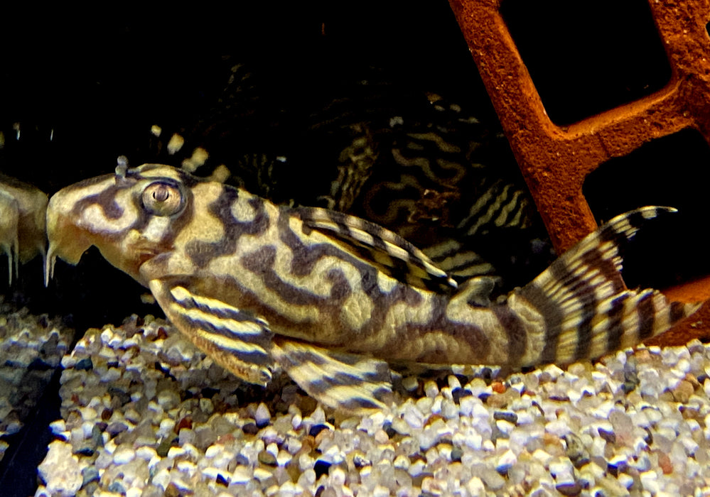 L333 (XXL) Königstiger-Harnischwels yellow broadline