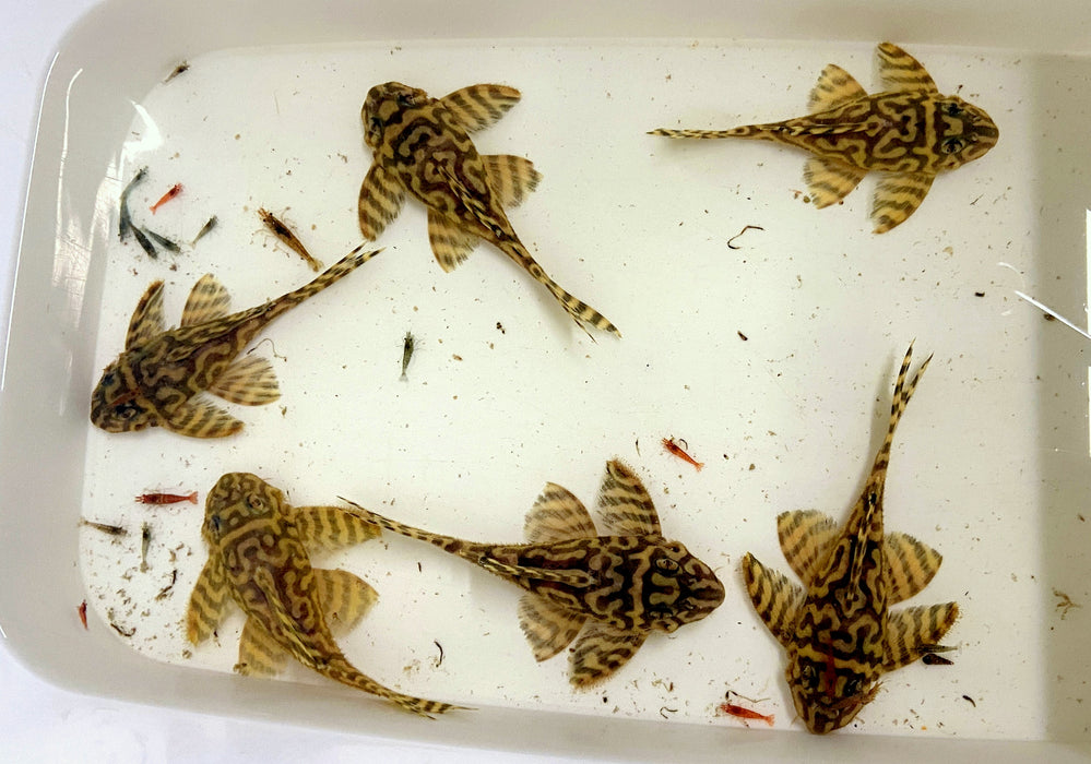 L333 (XXL) Königstiger-Harnischwels yellow broadline