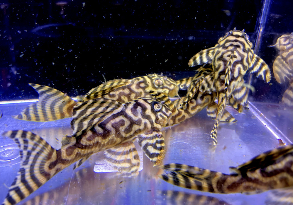 L333 (XXL) Königstiger-Harnischwels yellow broadline