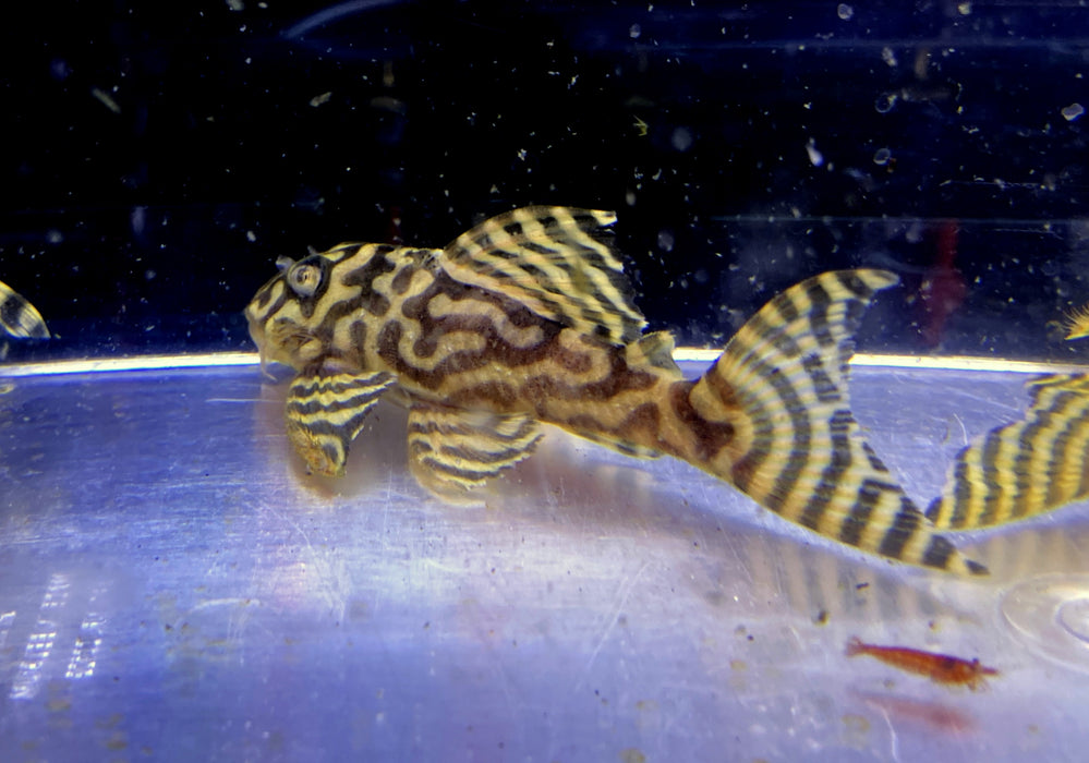 L333 (XXL) Königstiger-Harnischwels yellow broadline