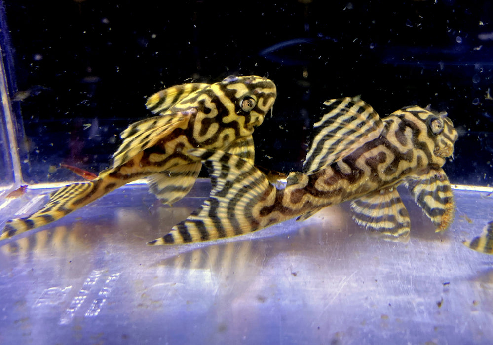 L333 (XXL) Königstiger-Harnischwels yellow broadline