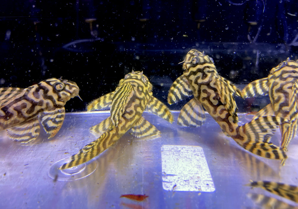 L333 (XXL) Königstiger-Harnischwels yellow broadline