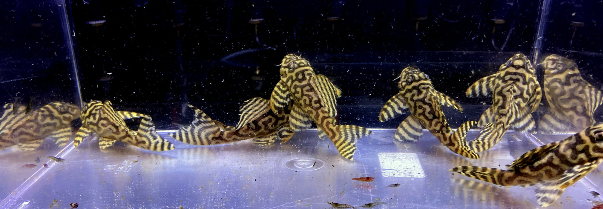 L333 (XXL) Königstiger-Harnischwels yellow broadline