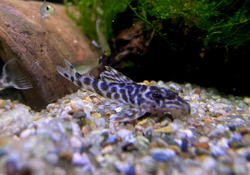 L400 Großer Ozelot-Harnischwels - Hypancistrus spec. L400