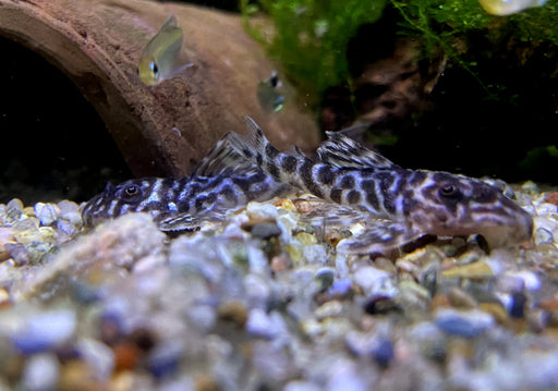 L400 Großer Ozelot-Harnischwels - Hypancistrus spec. L400