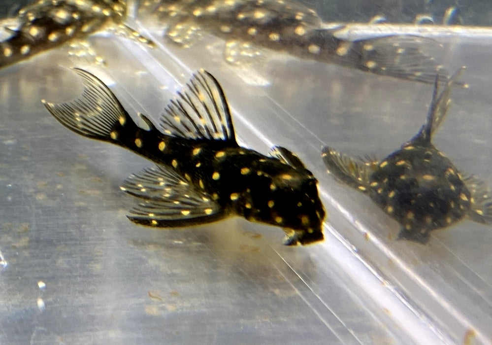 L471 Mini Snowball Pleco - Hypancistrus spec. Dwarf L471