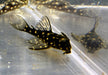 L471 Mini Snowball Pleco - Hypancistrus spec. Dwarf L471