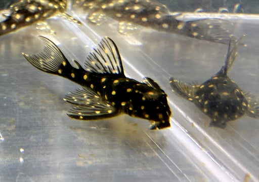 L471 Mini Snowball Pleco - Hypancistrus spec. Dwarf L471