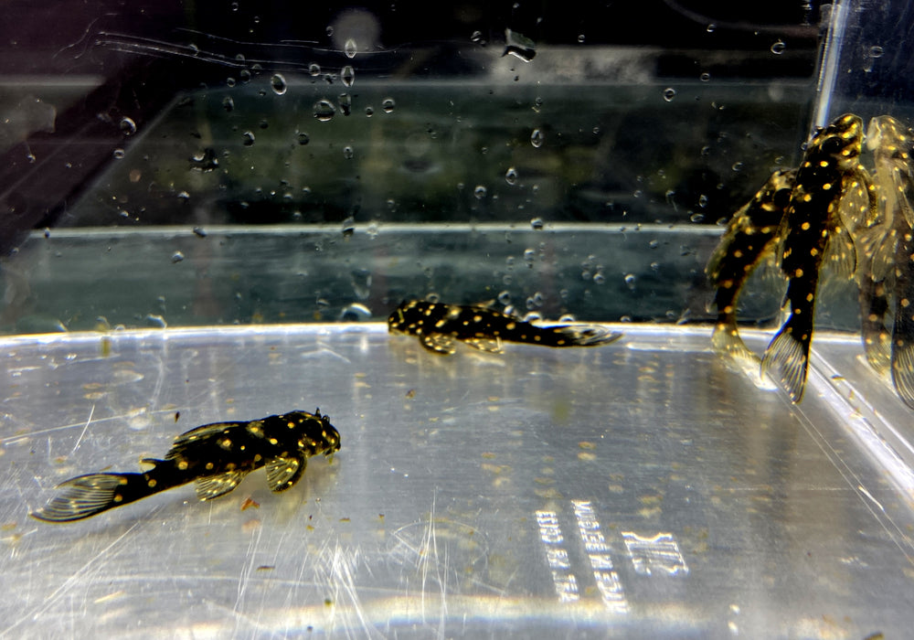 L471 Mini Snowball Pleco - Hypancistrus spec. Dwarf L471