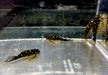 L471 Mini Snowball Pleco - Hypancistrus spec. Dwarf L471
