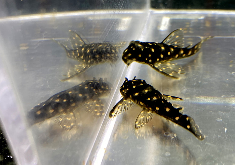 L471 Mini Snowball Pleco - Hypancistrus spec. Dwarf L471