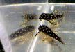 L471 Mini Snowball Pleco - Hypancistrus spec. Dwarf L471