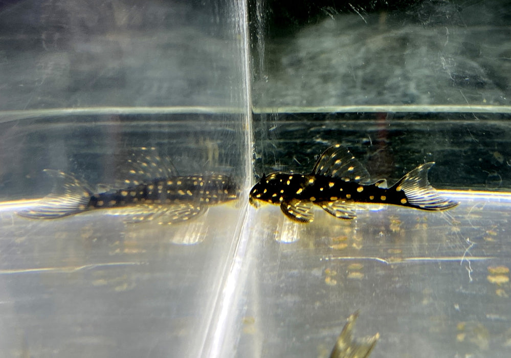 L471 Mini Snowball Pleco - Hypancistrus spec. Dwarf L471