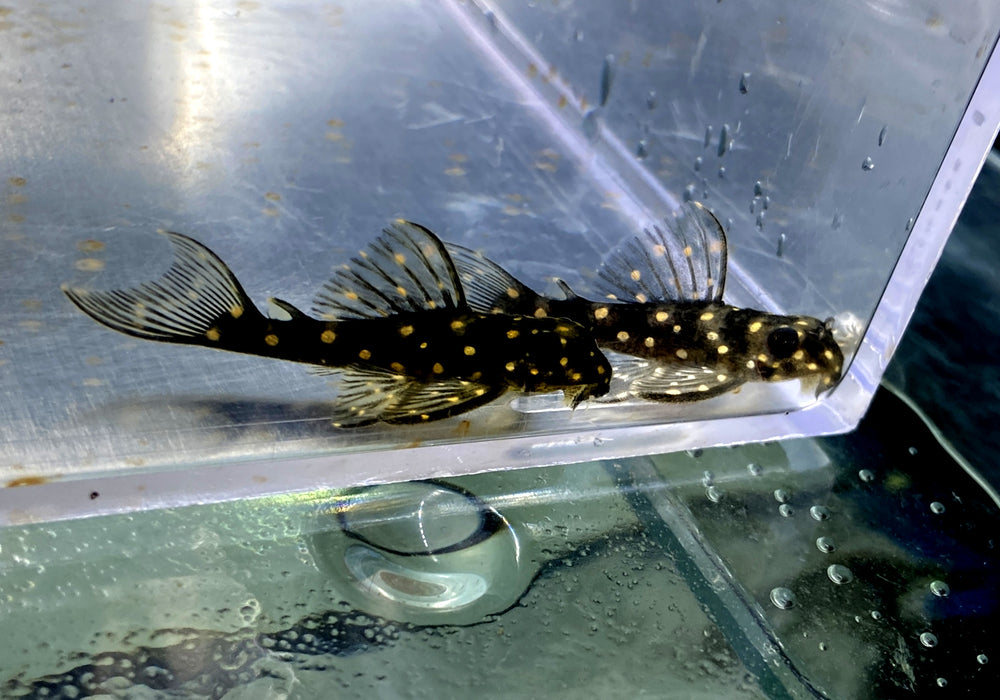 L471 Mini Snowball Pleco - Hypancistrus spec. Dwarf L471