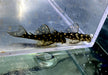 L471 Mini Snowball Pleco - Hypancistrus spec. Dwarf L471
