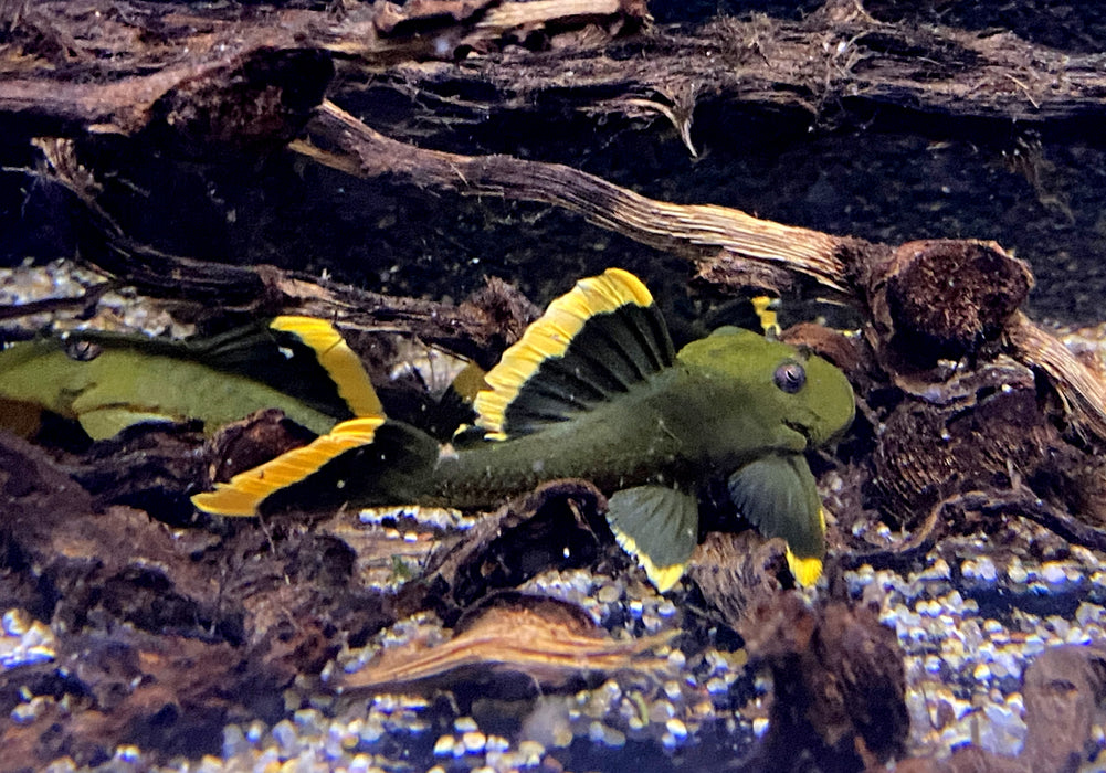L47 Magnum Pleco - Baryancistrus chrysolomus