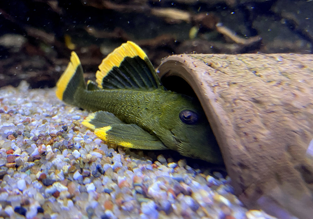 L47 Magnum Pleco - Baryancistrus chrysolomus