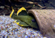 L47 Magnum Pleco - Baryancistrus chrysolomus
