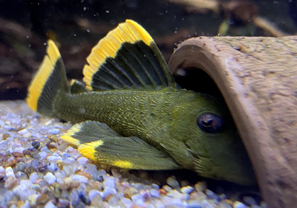 L47 Magnum Pleco - Baryancistrus chrysolomus
