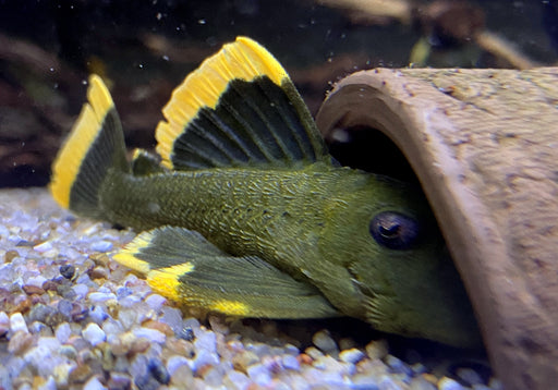 L47 Magnum Pleco - Baryancistrus chrysolomus
