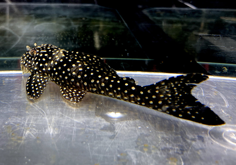 NEU - L48 Gefleckter Pfauenharnischwels - Scobinancistrus pariospilos