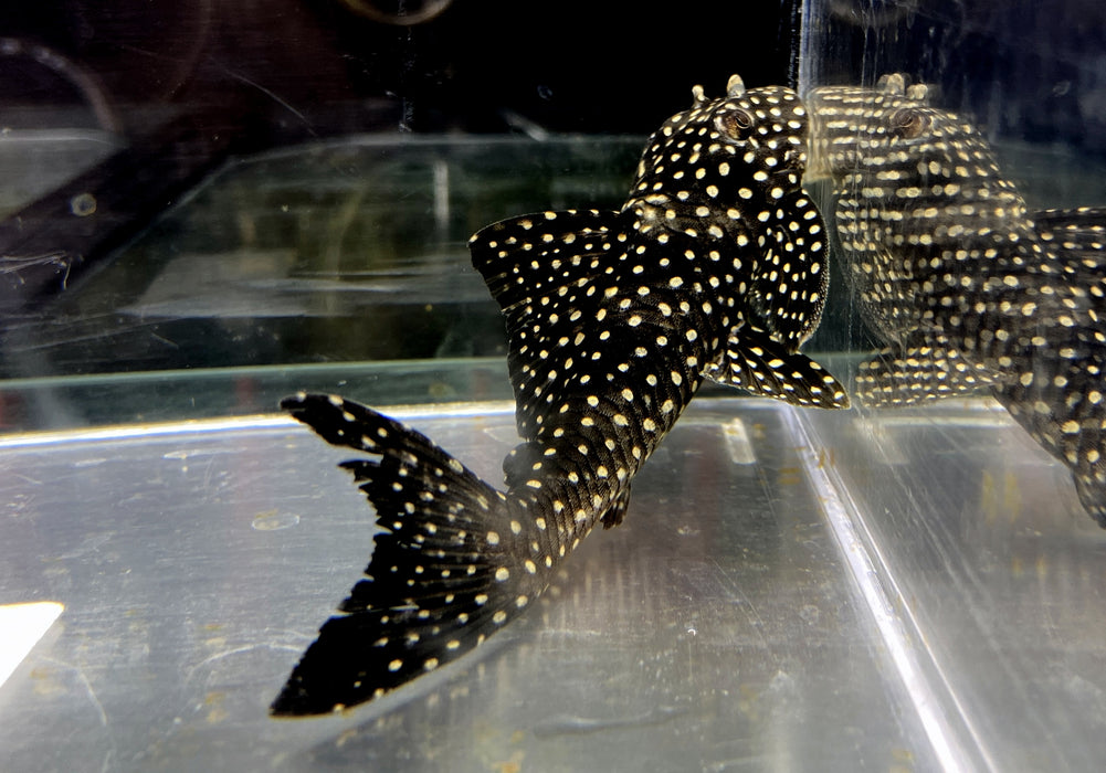 NEU - L48 Gefleckter Pfauenharnischwels - Scobinancistrus pariospilos