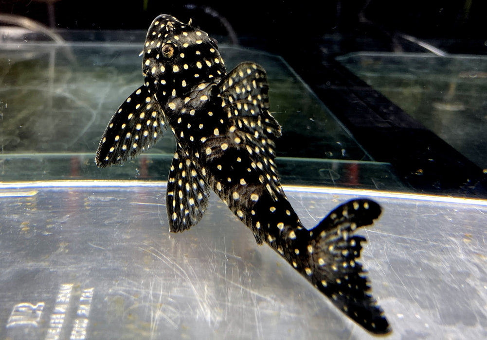 NEU - L48 Gefleckter Pfauenharnischwels - Scobinancistrus pariospilos