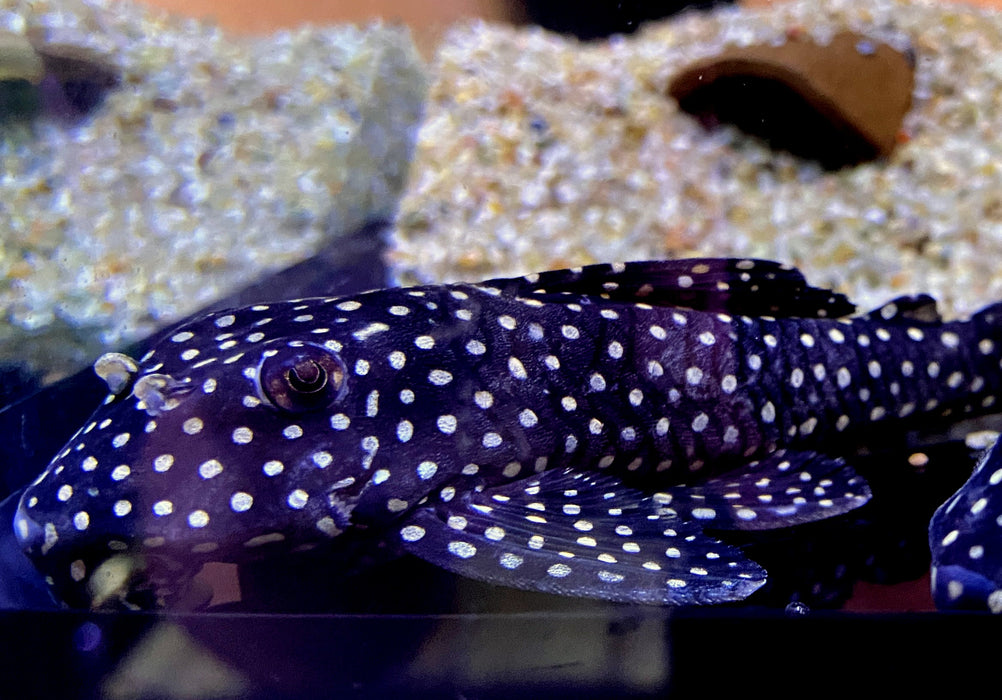 NEU - L48 Gefleckter Pfauenharnischwels - Scobinancistrus pariospilos