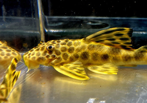 L75 Leopard Trugschilderwels
Ancistomus sabaji