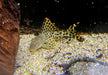 L75 Leopard Trugschilderwels (L)  - Ancistomus sabaji