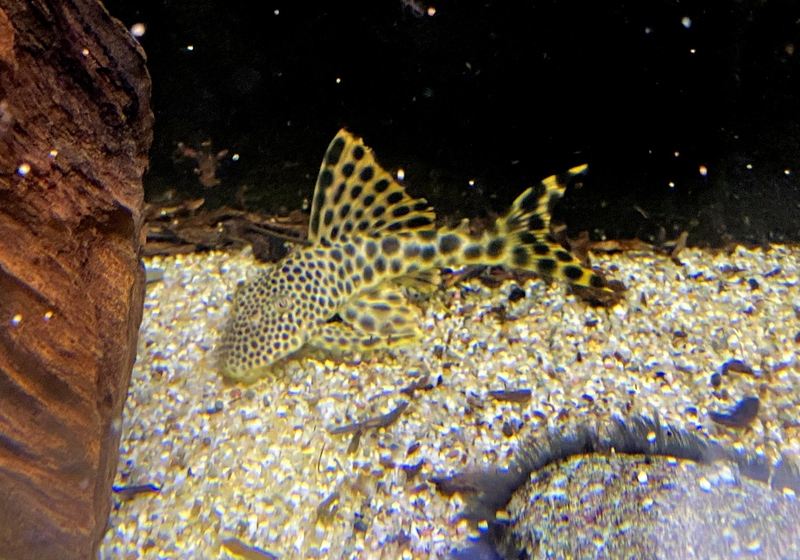 L75 Leopard Trugschilderwels (L)  - Ancistomus sabaji