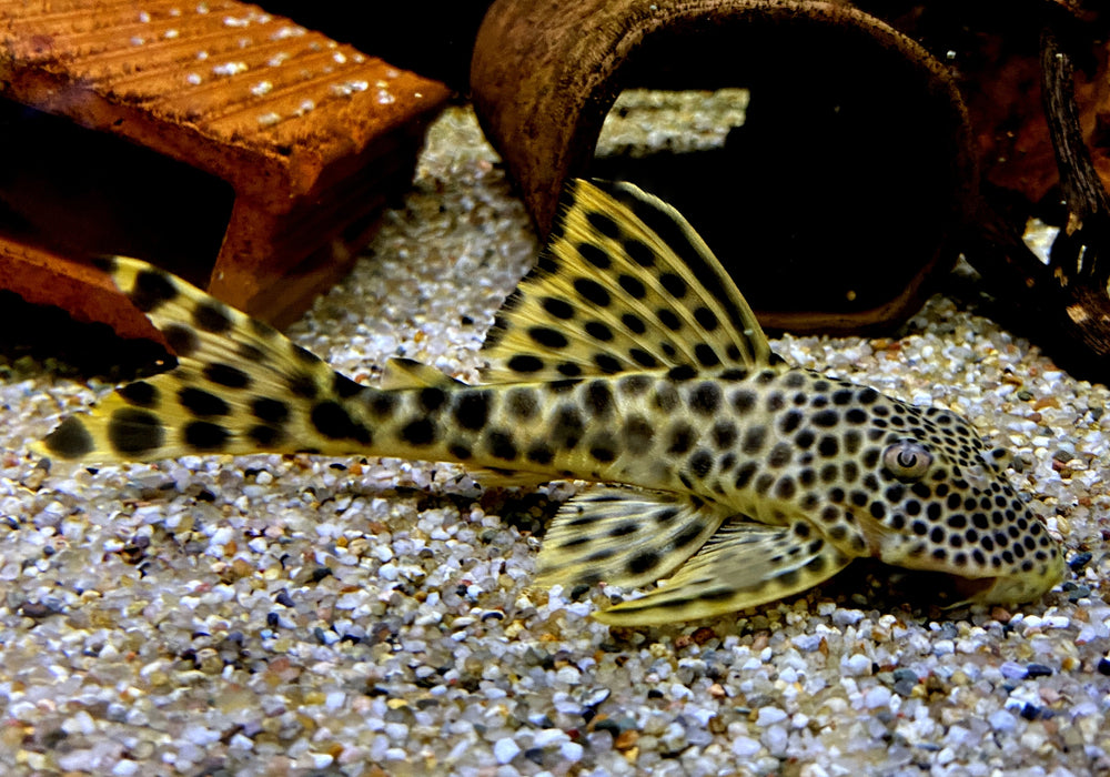 L75 Leopard Trugschilderwels (L)  - Ancistomus sabaji