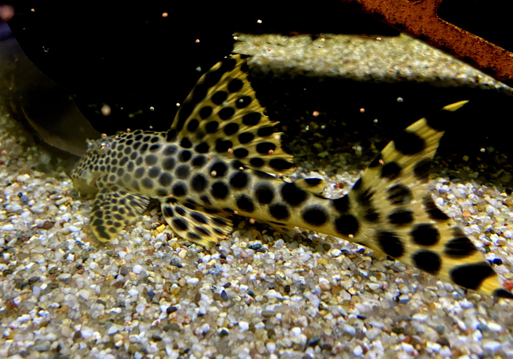 L75 Leopard Trugschilderwels (L)  - Ancistomus sabaji