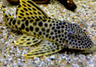 L75 Leopard Trugschilderwels (L)  - Ancistomus sabaji