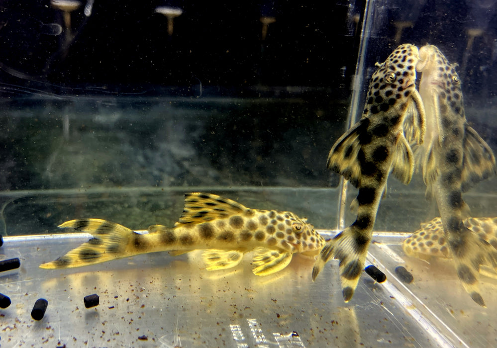 L75 Leopard Trugschilderwels (M)  - Ancistomus sabaji