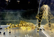 L75 Leopard Trugschilderwels (M)  - Ancistomus sabaji