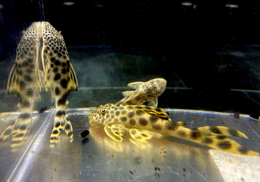 L75 Leopard Trugschilderwels (M)  - Ancistomus sabaji